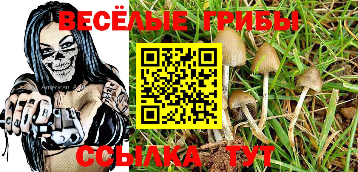 Псилоцибиновые грибы Psilocybe Калининград