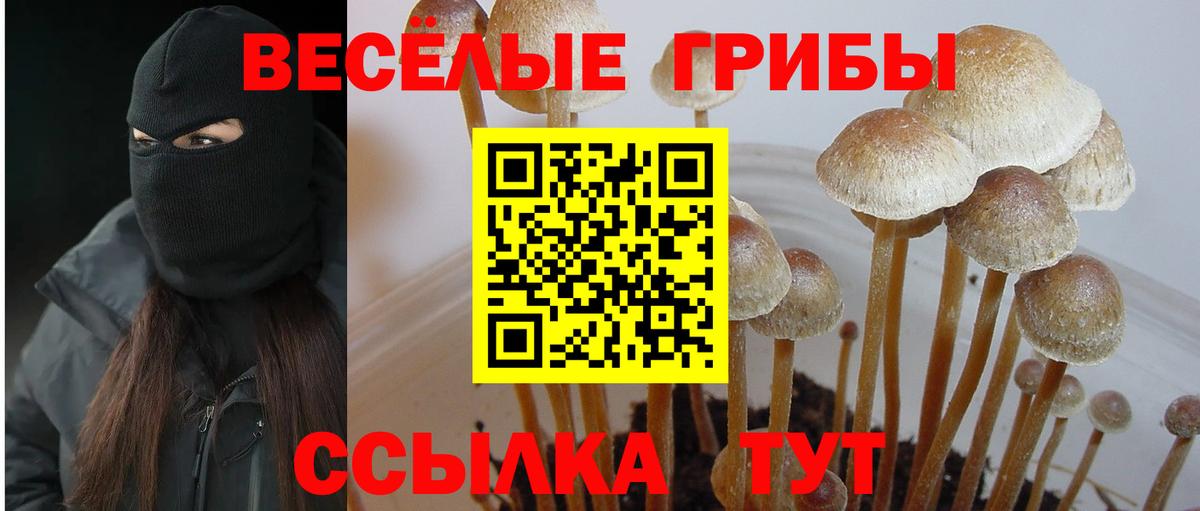 Псилоцибиновые грибы Psilocybe  Вход с VPN  Калининград 